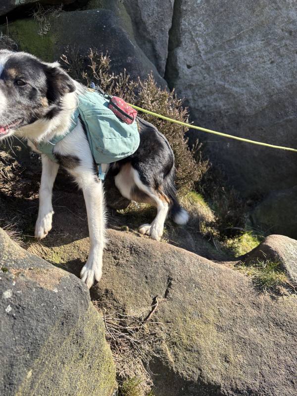 Ember on the Roaches and Luds Church, 0.8km into the route
