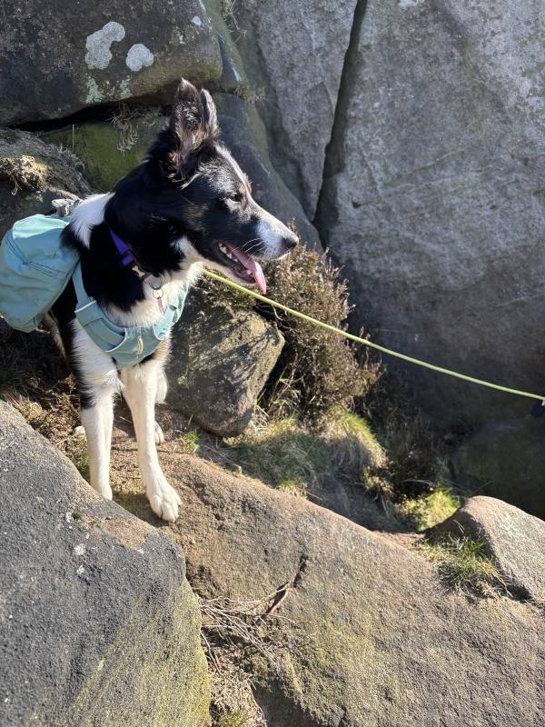Ember on the Roaches and Luds Church, 0.8km into the route