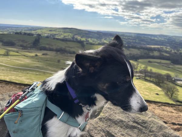 Ember on the Roaches and Luds Church, 9.6km into the route
