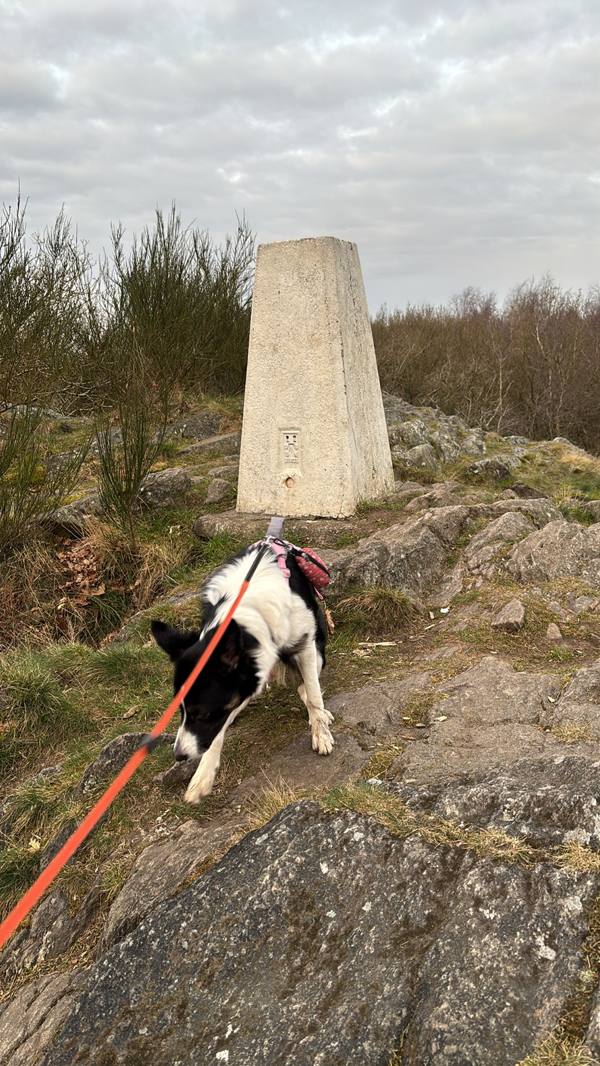 Ember on Morning dog walk with Ember, 3.3km into the route