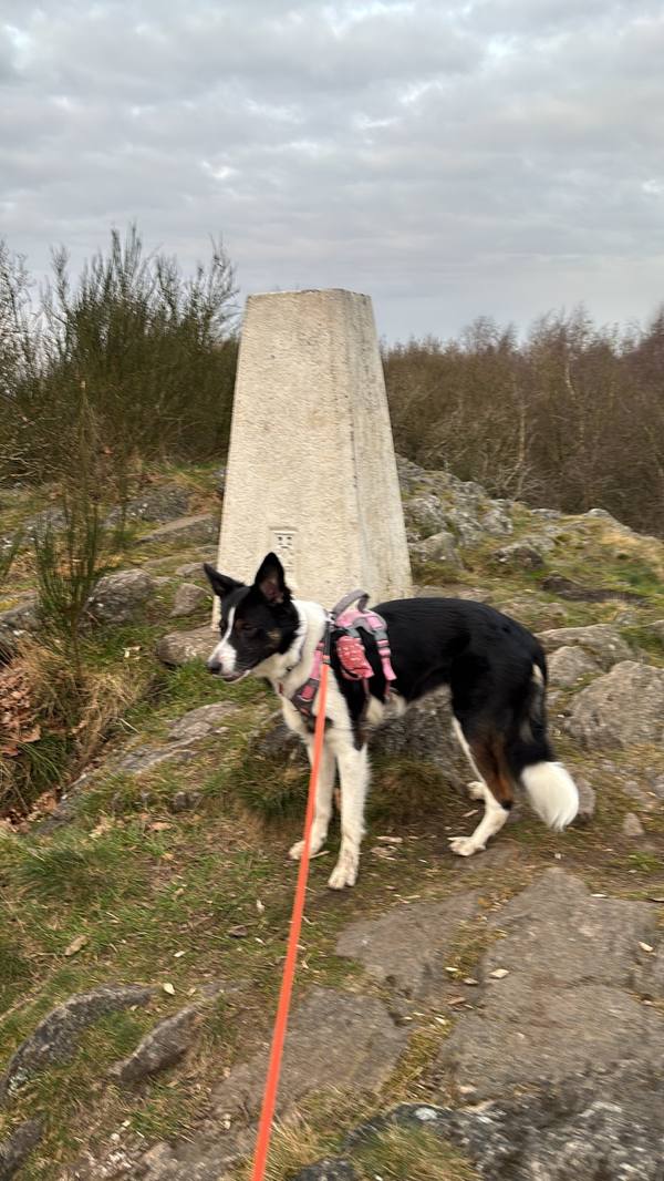 Ember on Morning dog walk with Ember, 3.3km into the route