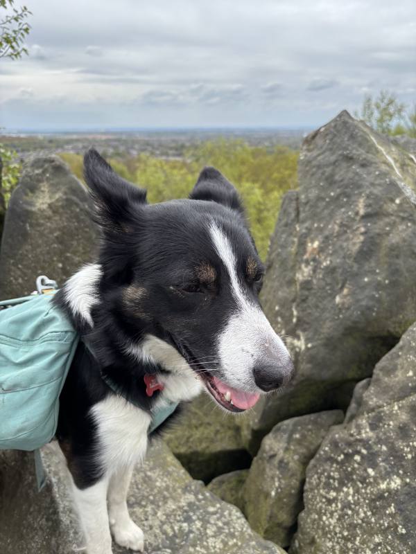 Ember on Coalville, 10.1 miles, 11.3km into the route