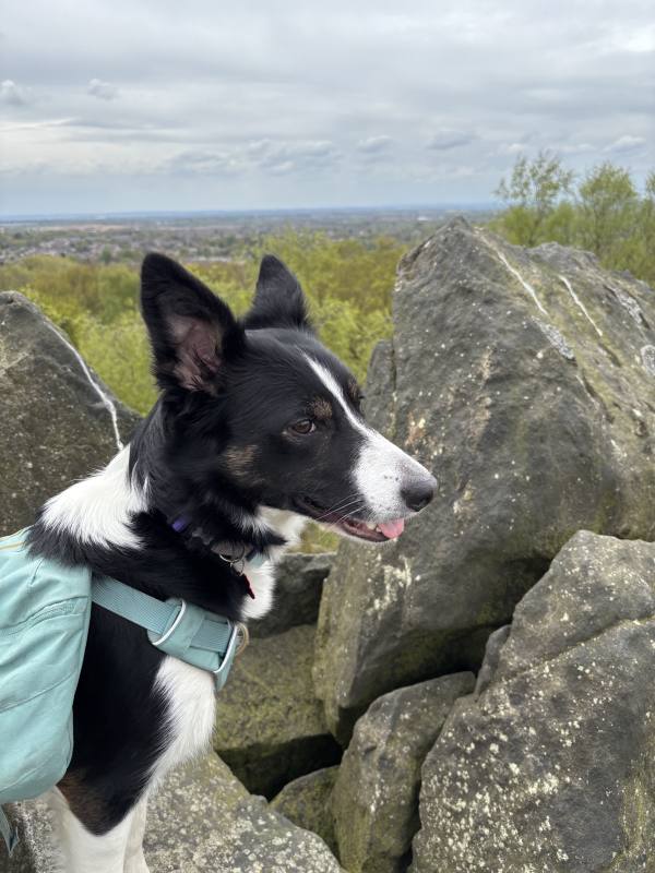 Ember on Coalville, 10.1 miles, 11.3km into the route
