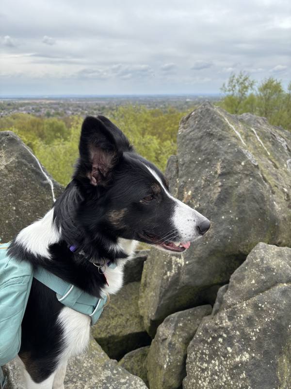 Ember on Coalville, 10.1 miles, 11.3km into the route