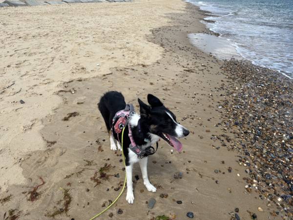 Ember on Winterton-on-Sea, 7.9 miles, 1.9km into the route