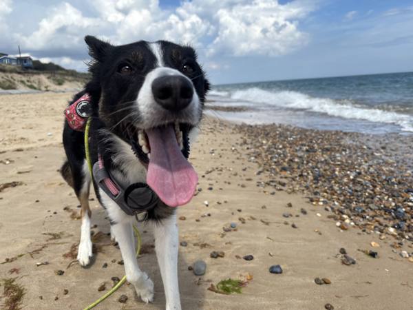 Ember on Winterton-on-Sea, 7.9 miles, 1.9km into the route