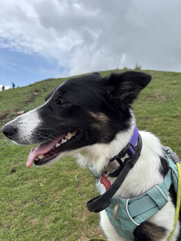 Ember on Dragons Back, 6.6km into the route