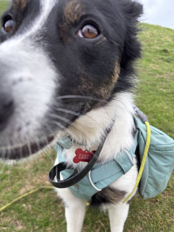 Ember on Dragons Back, 6.6km into the route