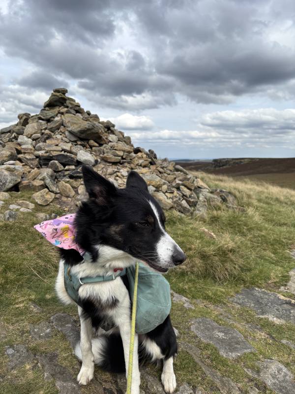 Ember on High Stones and the Howden Moors, 19.1km into the route