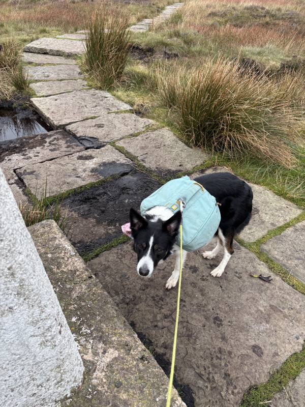 Ember on Brown Knoll and the Edale Skyline, 9.0km into the route
