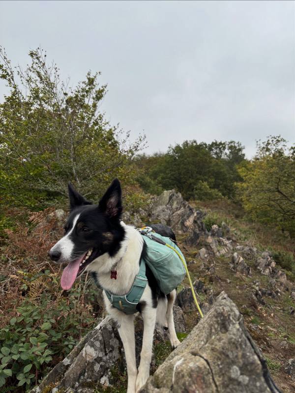 Ember on Beacon Hill and Swithland, 2.0km into the route