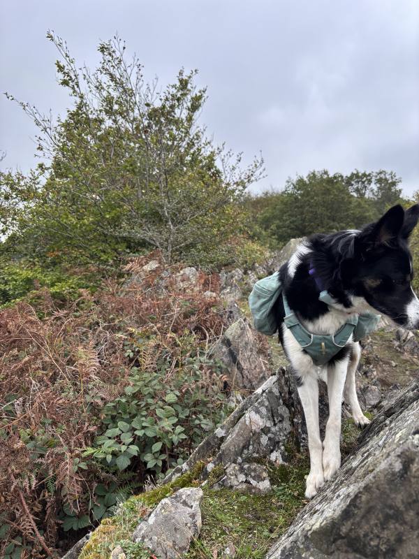 Ember on Beacon Hill and Swithland, 2.0km into the route