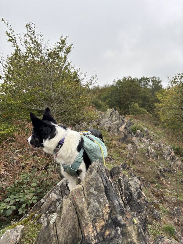 Ember on Beacon Hill and Swithland, 2.0km into the route