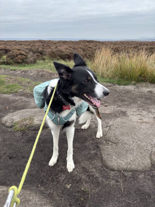 Ember on Stanage Edge and Wyming Brook, 1.5km into the route