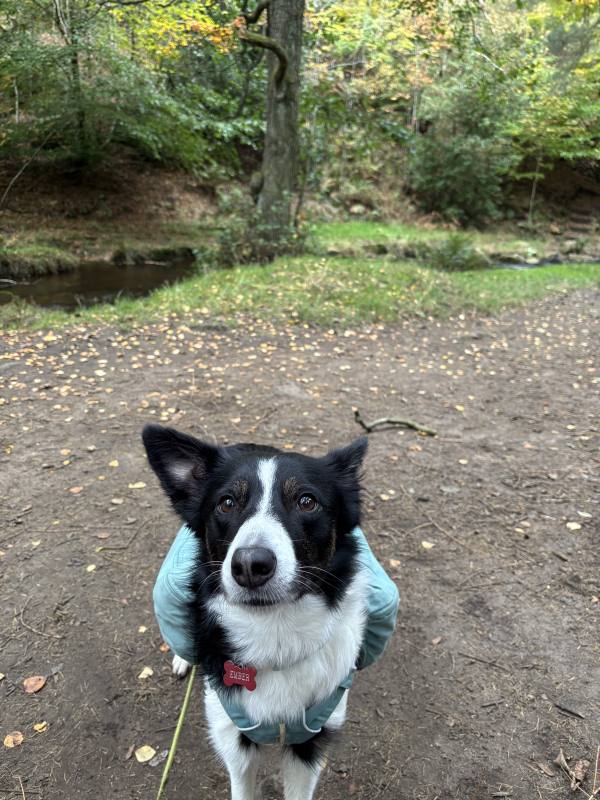 Ember on Stanage Edge and Wyming Brook, 13.6km into the route