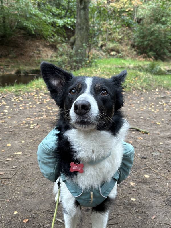 Ember on Stanage Edge and Wyming Brook, 13.6km into the route