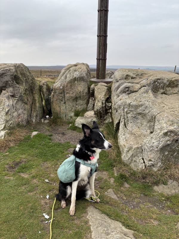 Ember on Stanage Edge and Wyming Brook, 23.3km into the route