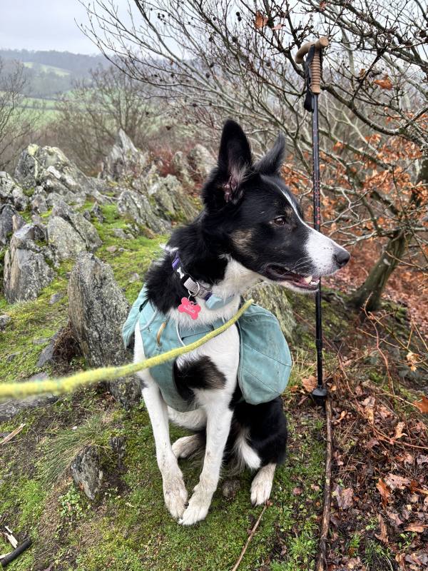 Ember on Woodhouse Eaves, 7.9 miles, 1.9km into the route