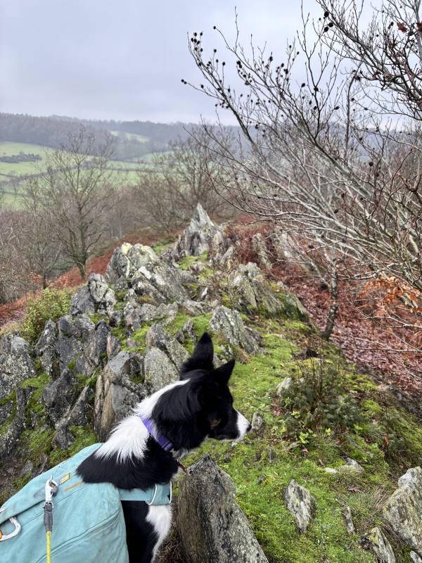 Ember on Woodhouse Eaves, 7.9 miles, 1.9km into the route