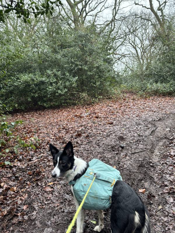 Ember on Woodhouse Eaves, 7.9 miles, 6.6km into the route