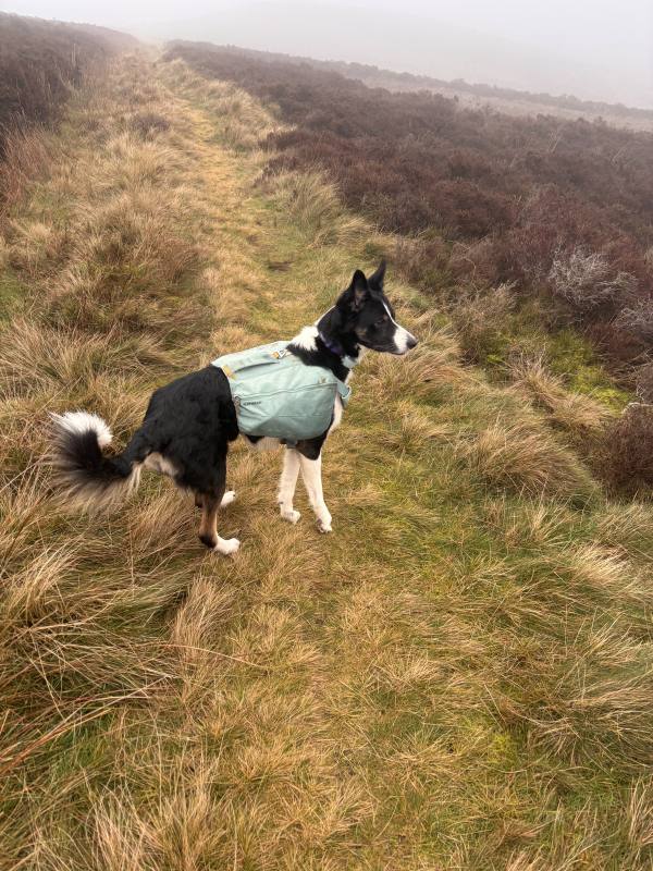 Ember on High Peak, 9.2 miles, 4.6km into the route