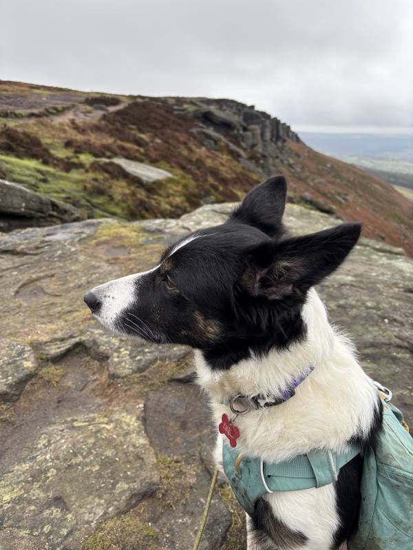 Ember on High Peak, 11.6 miles, 13.0km into the route