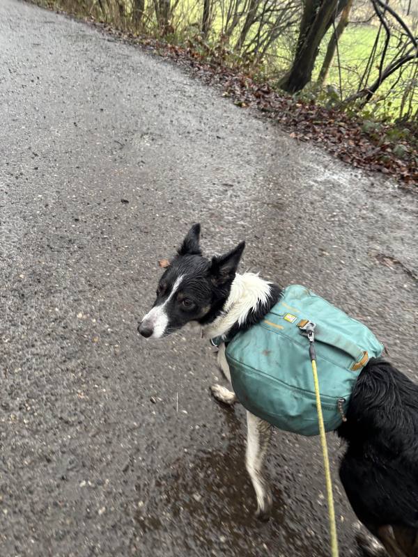 Ember on High Peak, 11.6 miles, 17.8km into the route