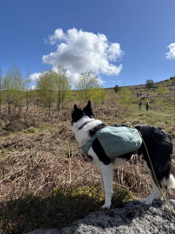 Ember on Calver Sough, 8 miles, 2.4km into the route