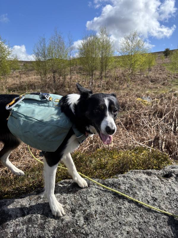 Ember on Calver Sough, 8 miles, 2.4km into the route