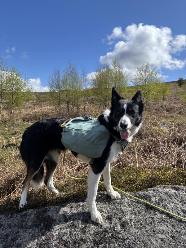 Ember on Calver Sough, 8 miles, 2.4km into the route