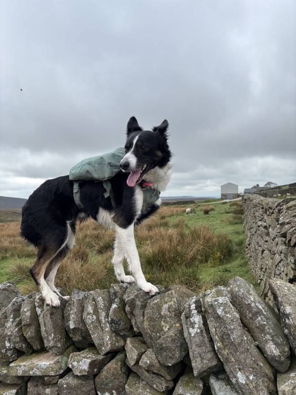 Ember on High Peak, 10.2 miles, 6.1km into the route
