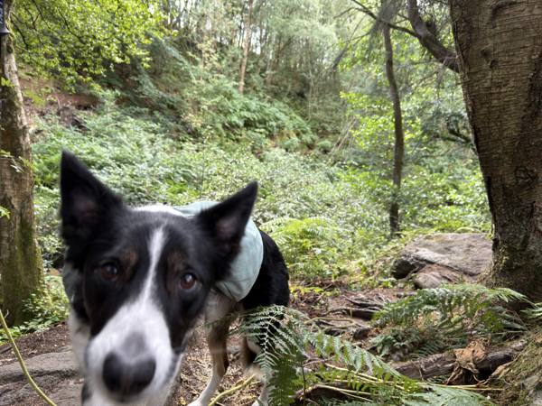 Ember on Redmires Reservoir Circular, 14.7km into the route
