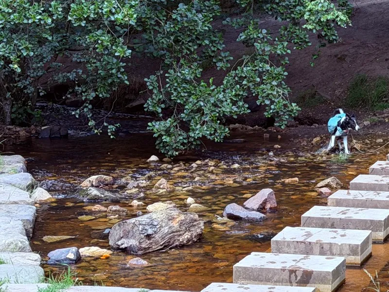 Ember wading through a shallow peaty brook beside a line of stone stepping stones, under overhanging trees.